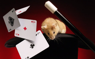 Mouse chair playingcards pen envelop - david annand free wallpaper for desktop