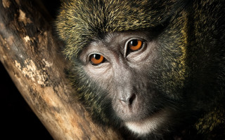 Monkey orange eyes sitting tree - alex petruk ape free wallpaper for desktop
