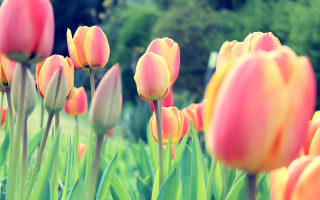 Pink tulips park scene bokeh - a park setting free wallpaper