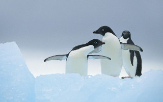 Penguins iceberg snow outdoors blue - one penguin free wallpaper