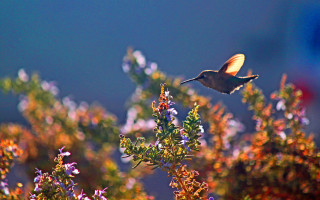 Hummingbird flower bush purple green - elaine hamilton free wallpaper