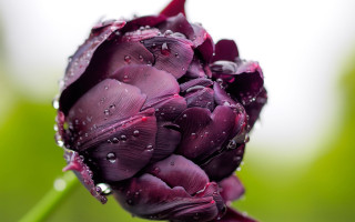 Purple flower water droplets gothic 2 - rich deep color free wallpaper