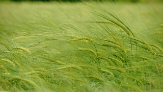 Bird field dandelion garden forest - a blurry background of trees free wallpaper for desktop