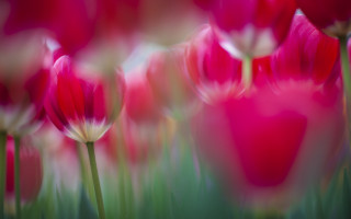 Pink flowers grass blurry impressionism - a blurry background of them free wallpaper