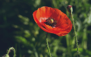 Red flower bee impressionist nature - a red flower free wallpaper