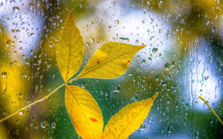 Yellow leaf rainy window bubble - a yellow leaf free wallpaper