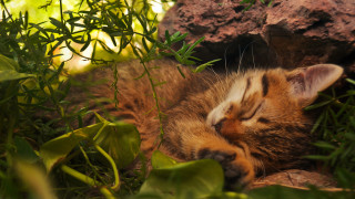 Sleeping cat grass rock plants - the grass next free wallpaper