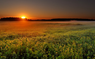 Sunset foggy field yellow flowers 2 - the air above free wallpaper