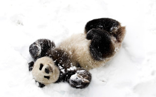 Panda snow rolling furry jigsaw - a panda bear free wallpaper