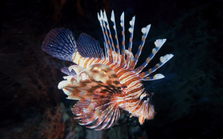 Lionfish coral reef night holography - aquirax uno free wallpaper