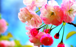 Pink white flowers branch blue - a few pink flower free wallpaper for desktop