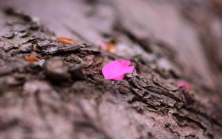 Pink flower on tree bark - a pink flower free wallpaper for desktop