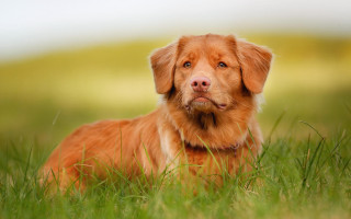 Dog sitting grass sad look 2 - his face free wallpaper