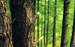 Tree trunk knot forest bench - the background and a bench in the foreground free wallpaper