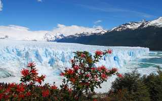 Glacier blue glacier flowers mountains - the foreground and mountains free wallpaper