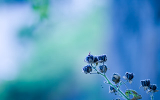 Flower blurry background macro phosphophyllite - a blurry image free wallpaper