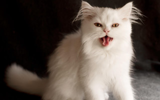 White cat open mouth tongue - tongue free wallpaper