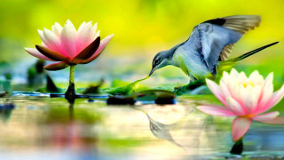 Bird water lilies macro wildlife - its wing free wallpaper
