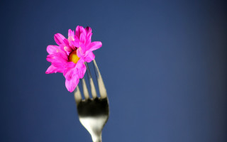 Fork pinkflower bluebackground macro foodphotography - a fork free wallpaper