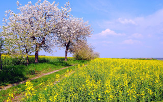 Blooming trees yellow flowers dirt - free spring wallpaper