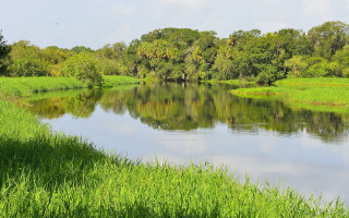 River grassybank trees blue sky - river free wallpaper