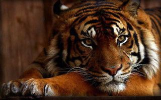Tiger sitting photorealistic animal portrait - a tiger free wallpaper for desktop