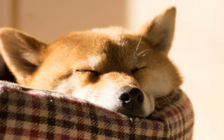 Dog sleeping plaid blanket chair - plaid free wallpaper