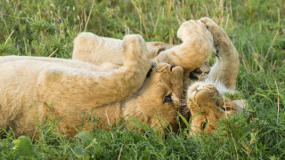 Lion play fighting grass weeds - free cats wallpaper