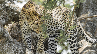 Leopard walking trees wild prey - a leopard free wallpaper
