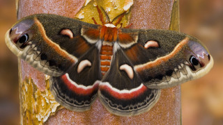 Giant moth tree trunk yellow - a. hoffmann free wallpaper for desktop