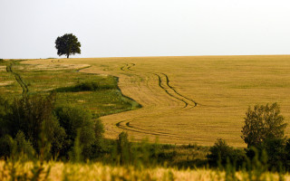Dirt road field tree sunset 5 - a tree in the distance free wallpaper