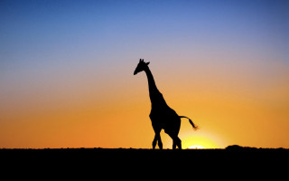 Giraffe sunset field person silhouette - a giraffe free wallpaper for desktop
