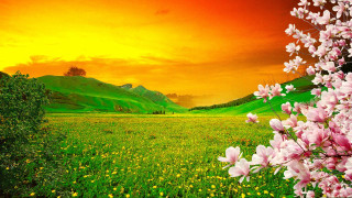 Sunset flower field mountains green - yellow flower free wallpaper