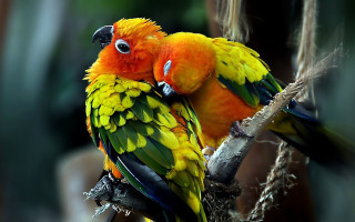 Colorful birds on branch puzzle - a branch together free wallpaper