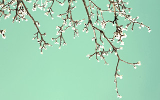 White flower bird branch spring - pastel color palette free wallpaper