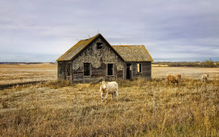 Cow field house broken roof - a cow free wallpaper