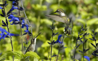Hummingbird blue flower forest bokeh - e. simms campbell free wallpaper