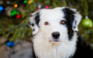 Black white dog christmas tree - a christmas tree in the background free wallpaper