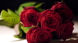 Red roses green plant white - a green leafy plant free wallpaper for desktop