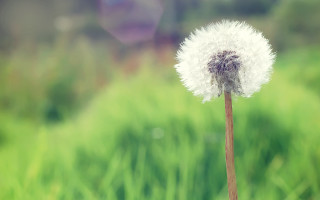 Dandelion blurry background bokeh nature - a blurry background of grass and trees free wallpaper