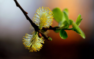 Branch yellow flowers green leaves - end free wallpaper