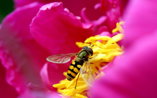 Bee flower pink background yellow - the center of the flower free wallpaper