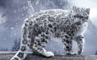 Snow leopard log snow mountains - a snow leopard free wallpaper