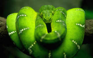 Green snake cobra macro close - a green snake free wallpaper