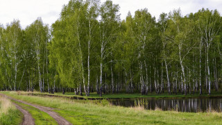 Dirt road forest river ecological - a dirt road in the middle of a forest free wallpaper