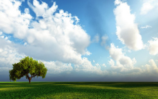 Lone tree green field cloudy 5 - a lone tree in a field under a cloudy sky free wallpaper