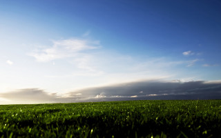 Lone tree grassy field cloudy 8 - a grassy field under a cloudy sky free wallpaper