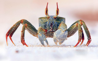 Crab beach sand water droplets - its leg free wallpaper