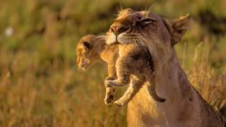 Lion cub mother tall grass - a pastel free wallpaper for desktop