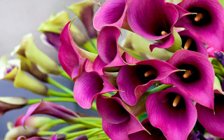Purple bouquet gothic stilllife blurry - a bouquet free wallpaper